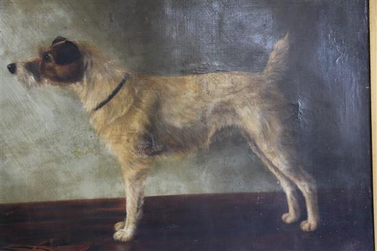 Adrienne Lester (20thC) Portrait of a Parsons Jack Russell terrier, standing upon a table, 28 x 36in.